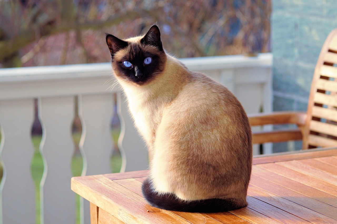 A Siamese cat sitting on a chair