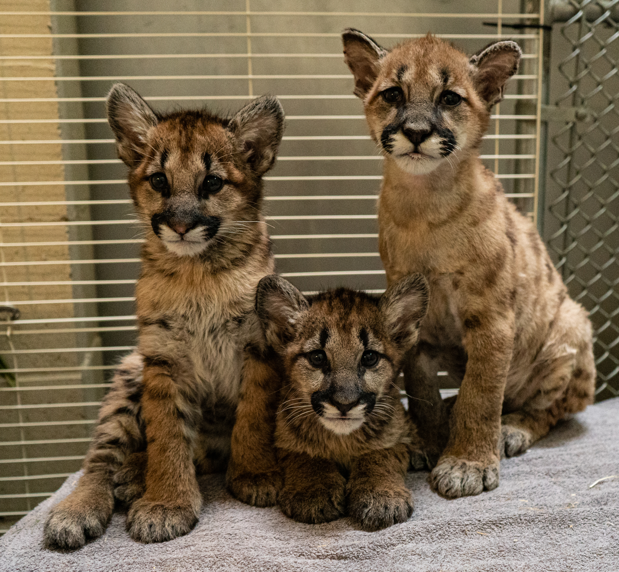 Three Cougar Cubs