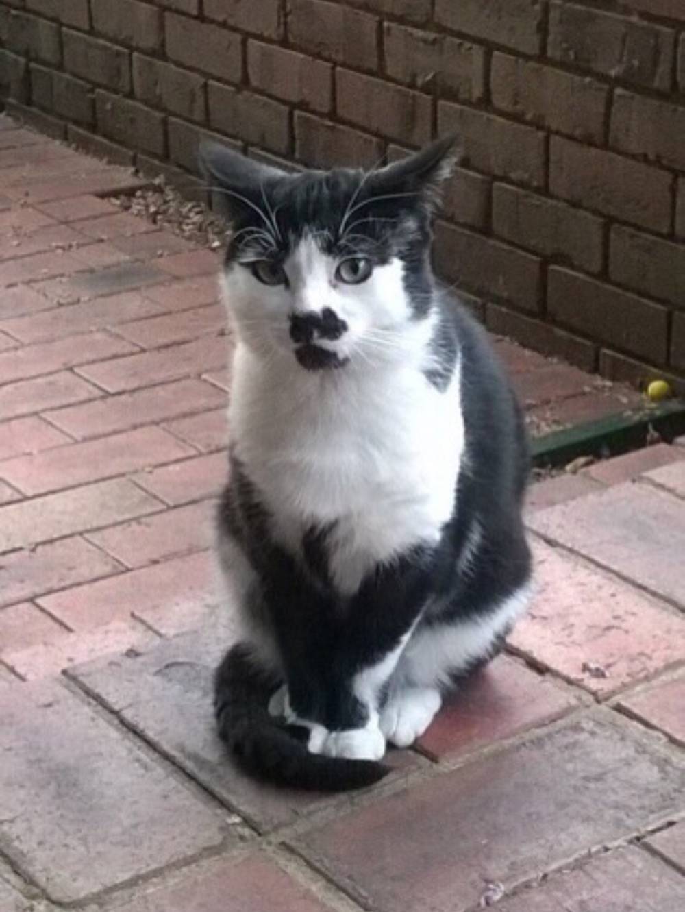 A Charlie Chaplin Cat Look-Alike