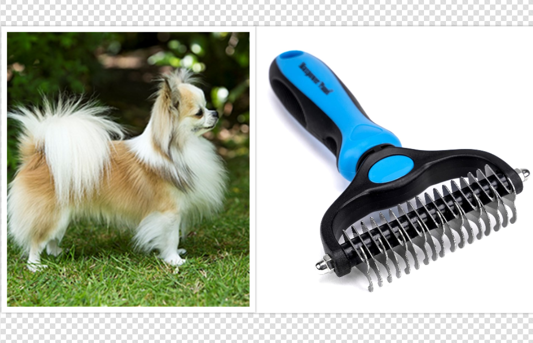 A long-haired chihuahua and its Grooming Brush