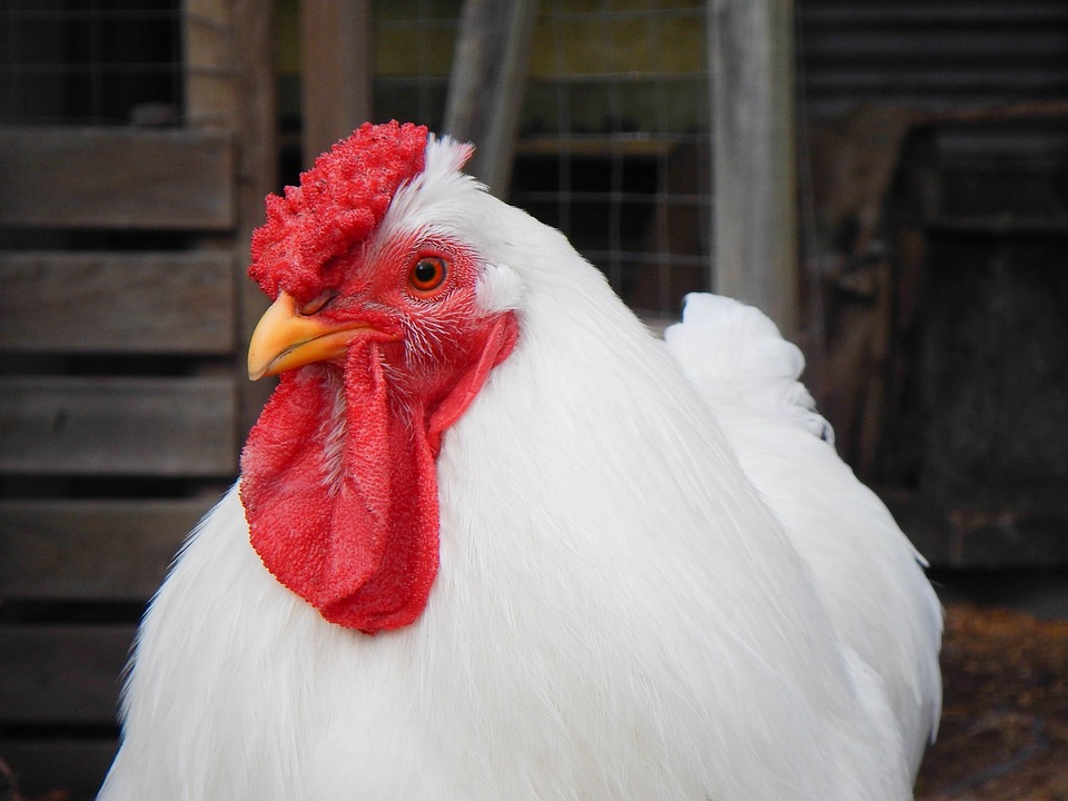 A white chicken hen in an enclosure