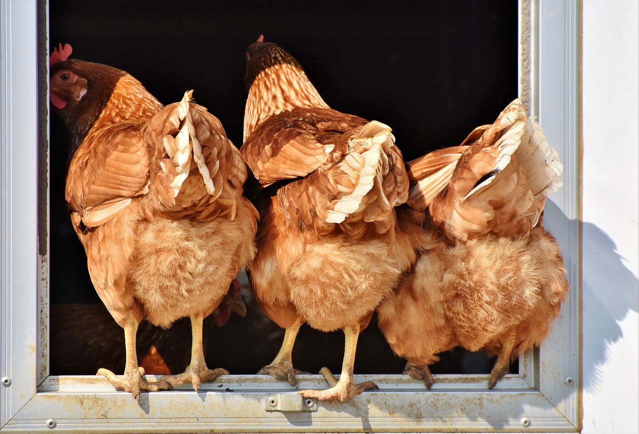 Three backyard hens in a coop