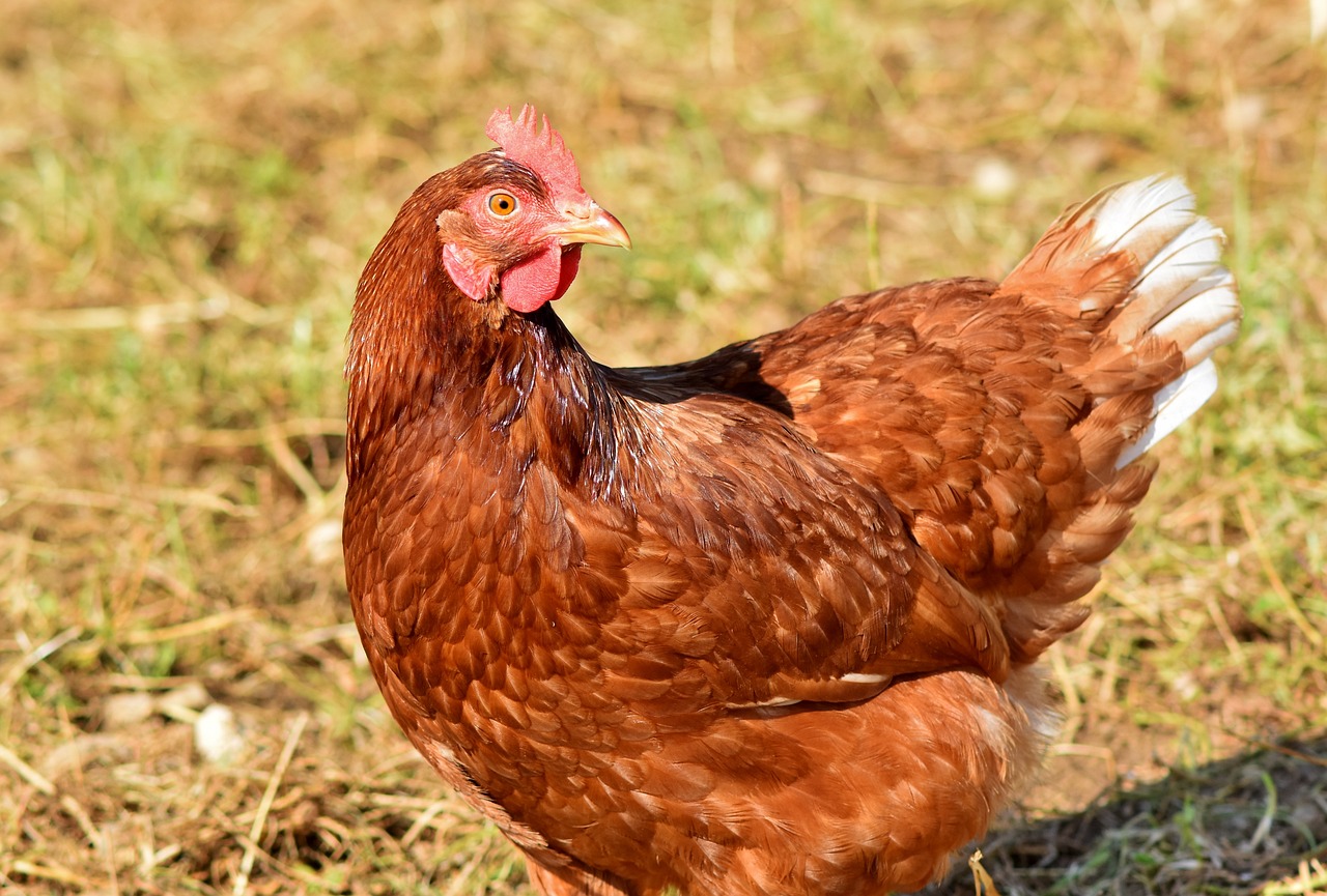 An adult red hen