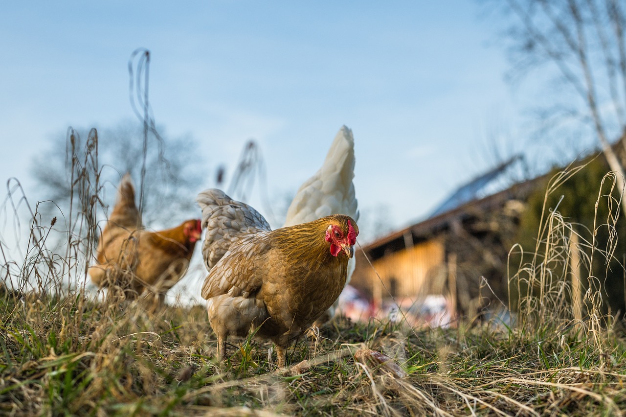 Three hens eating in a backyard