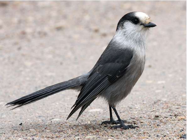 a Canada Jay