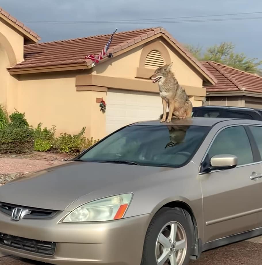 A Coyote sitting on a car in Arizona