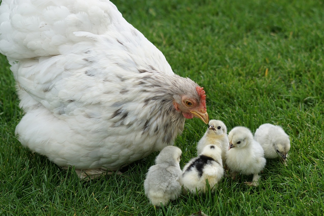 A white hen and her chicks