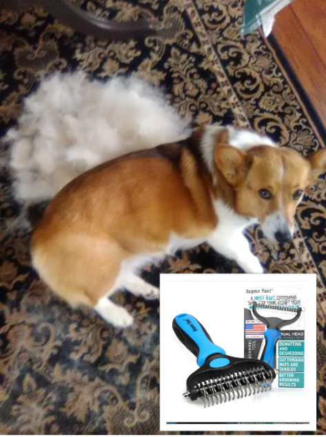 A Corgi and an Undercoat Rake