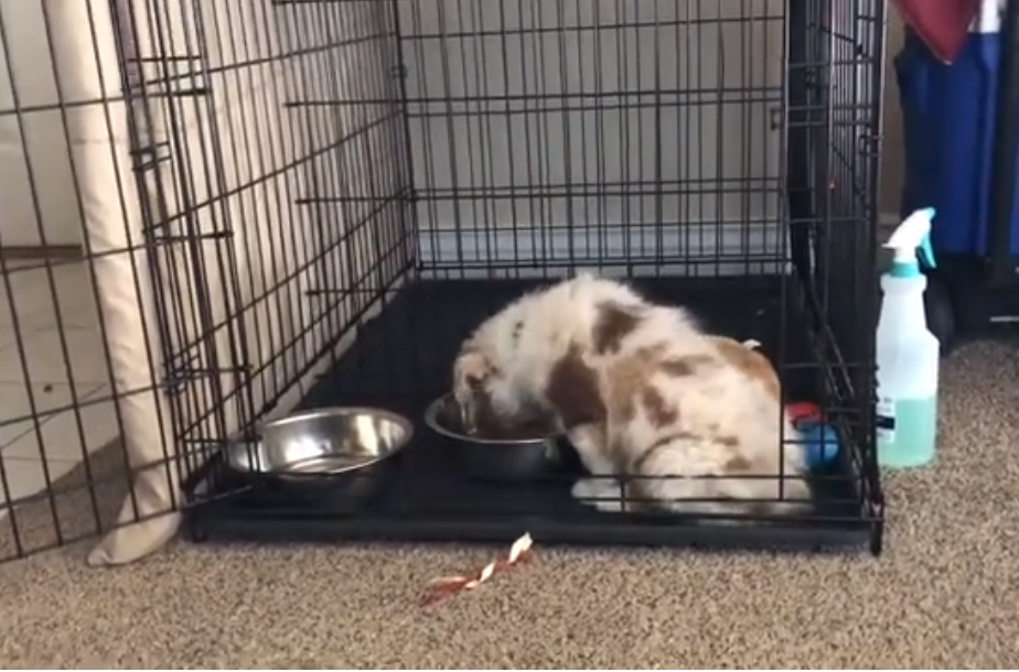 MidWest Dog Crate for Aussiedoodles