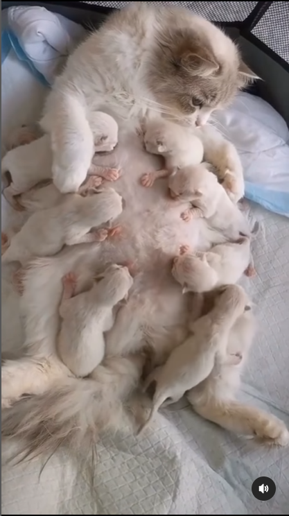 Mother Cat Needs Help Picking Up Her Fallen Kitten