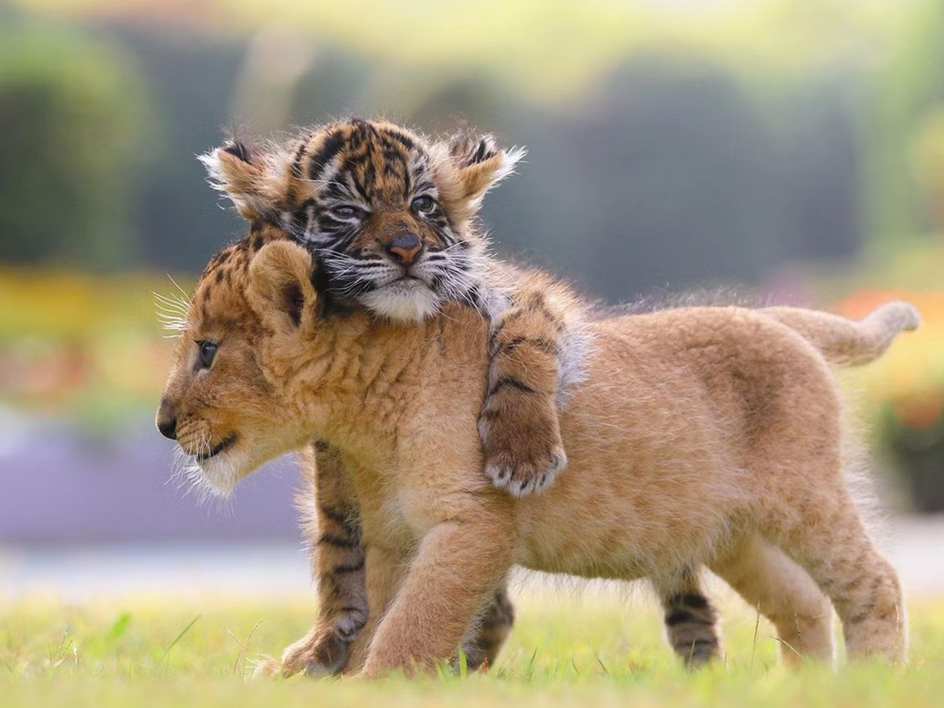 Cute tiger and lion cubs