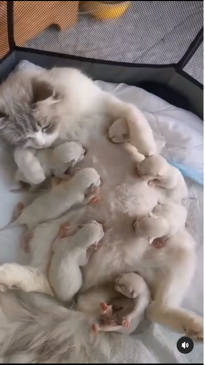Mother Cat Nursing Her Kittens