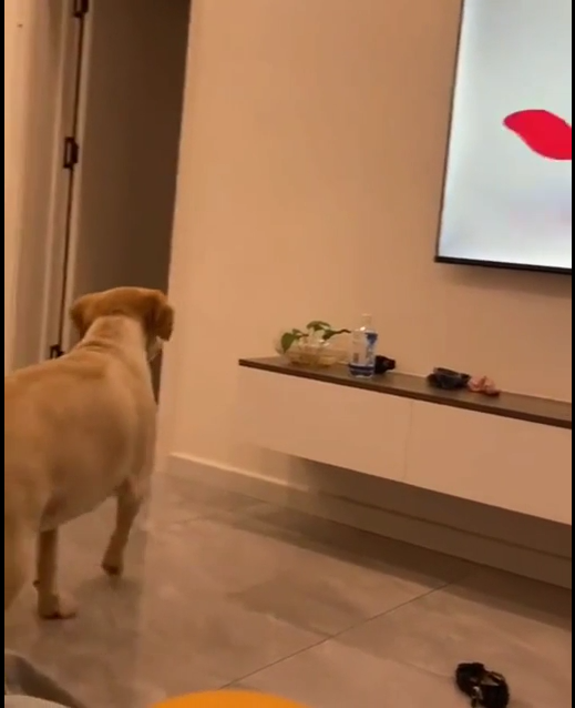 A dog watching TV