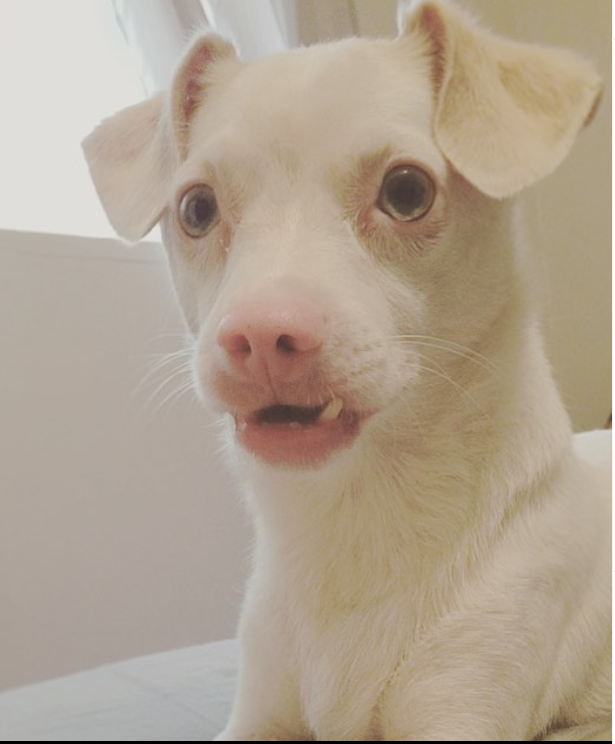 Dallas the Albino Dog