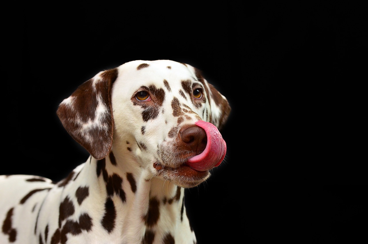 A cute Dalmatian dog with its tongue out