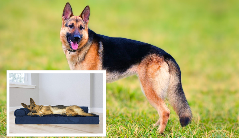 A German Shepherd laying on a dog bed