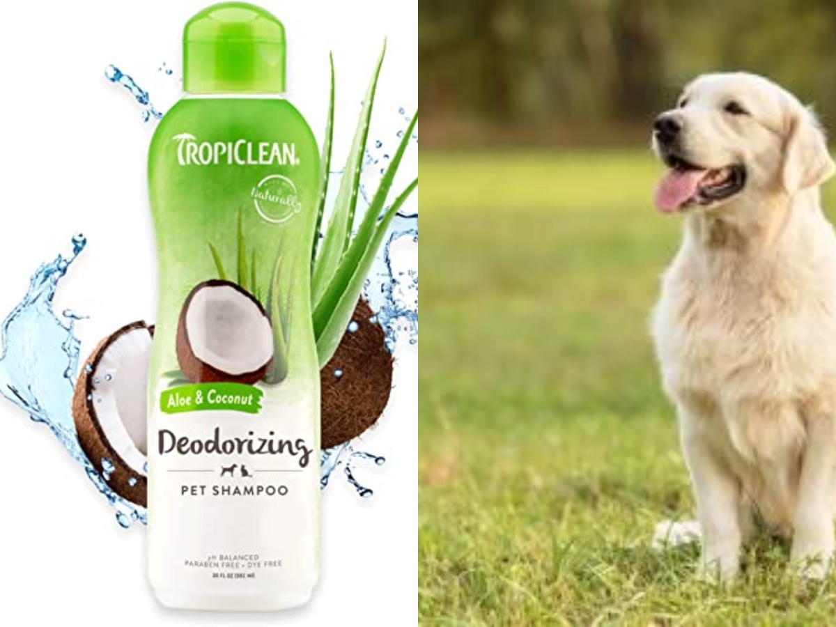 TropiClean's  Aloe & Coconut Deodorizing Dog Shampoo and a Golden Retriever
