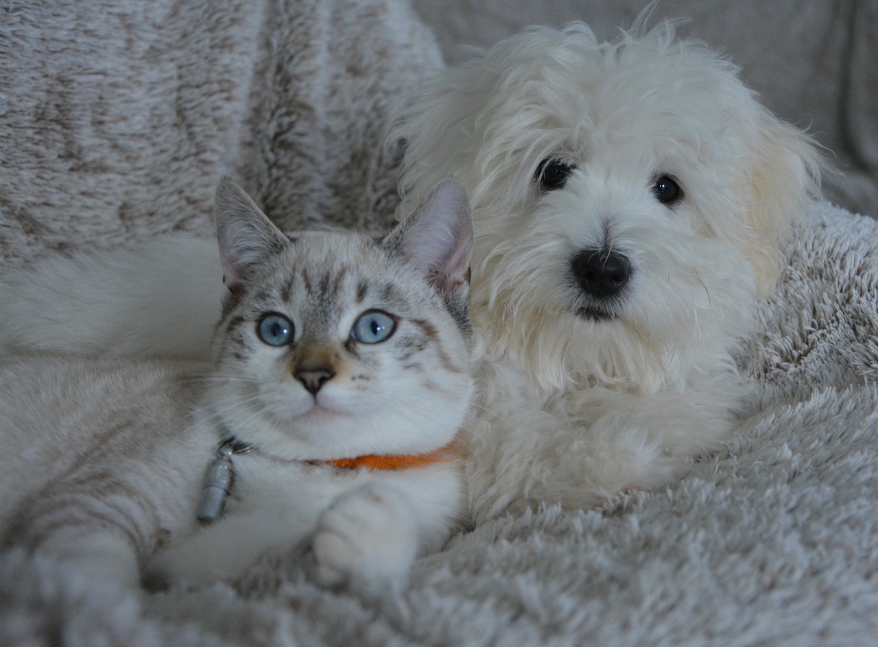 A pet cat and a pet dog getting along with each other