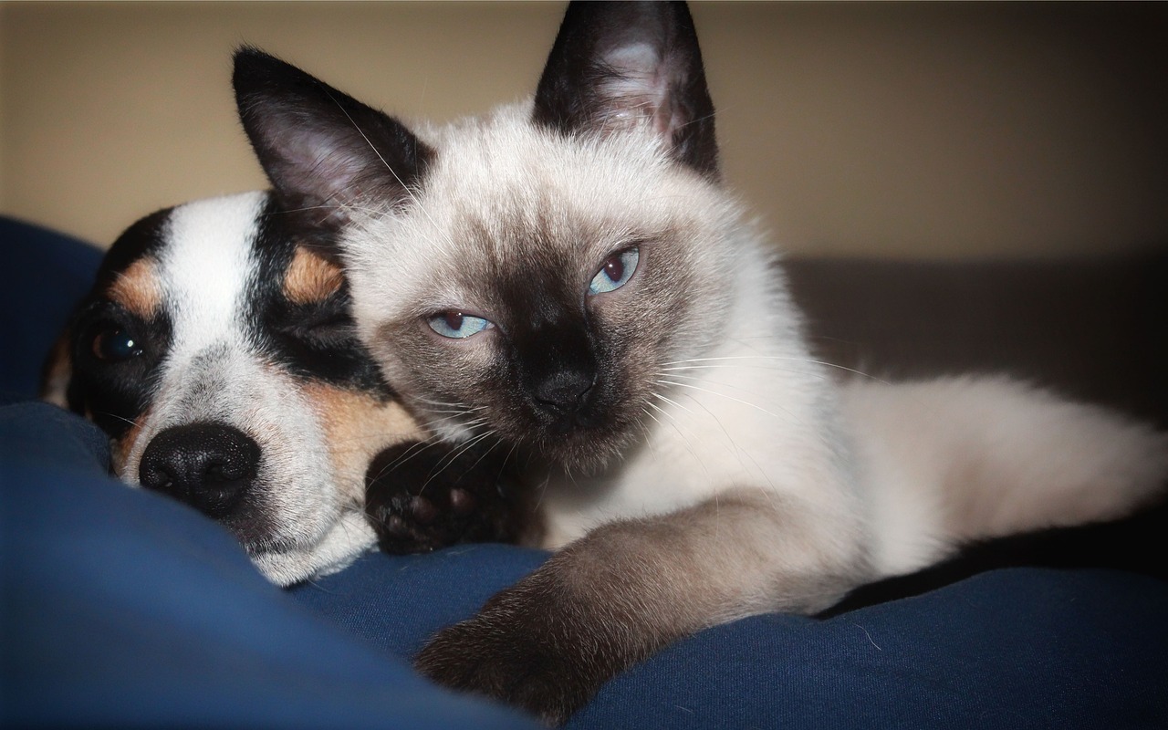 A Siamese cat cuddling with a dog