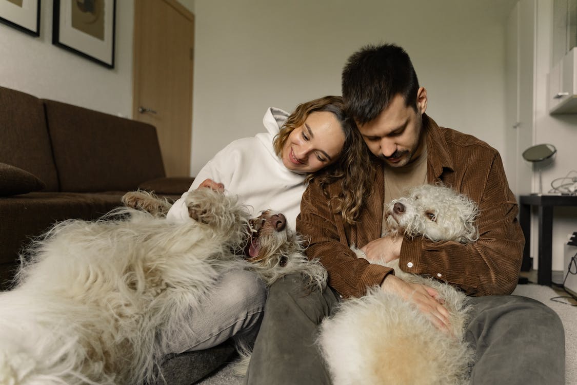 A family with their 2 dogs