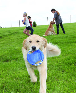 Cedar Rapids dog-friendly