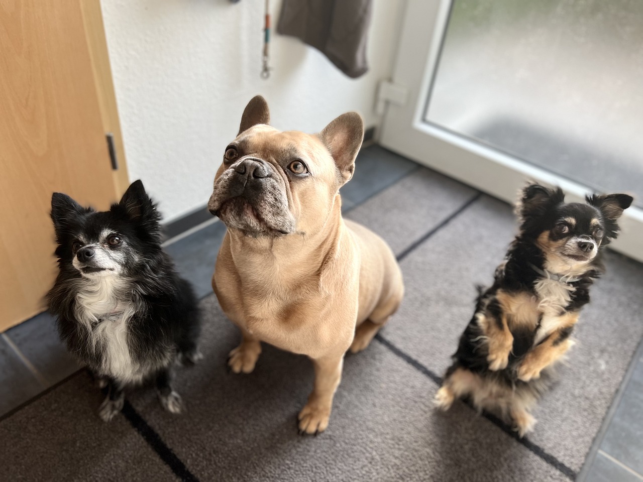 three household dogs