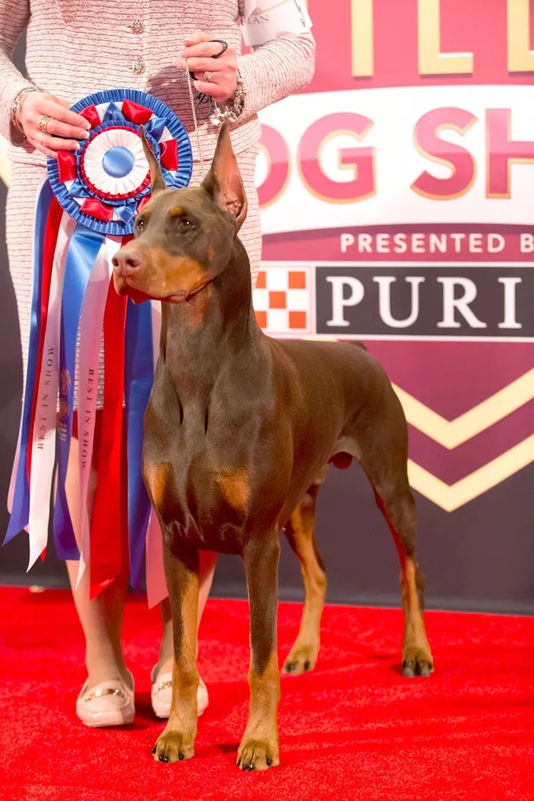 Ripcord the Doberman Pinscher