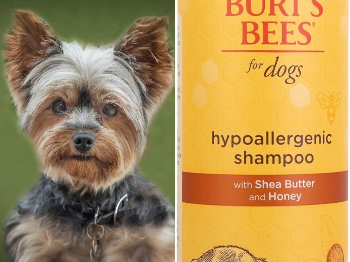 Michigan Winter Dog Classic Show