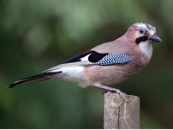 an Eurasian Jay