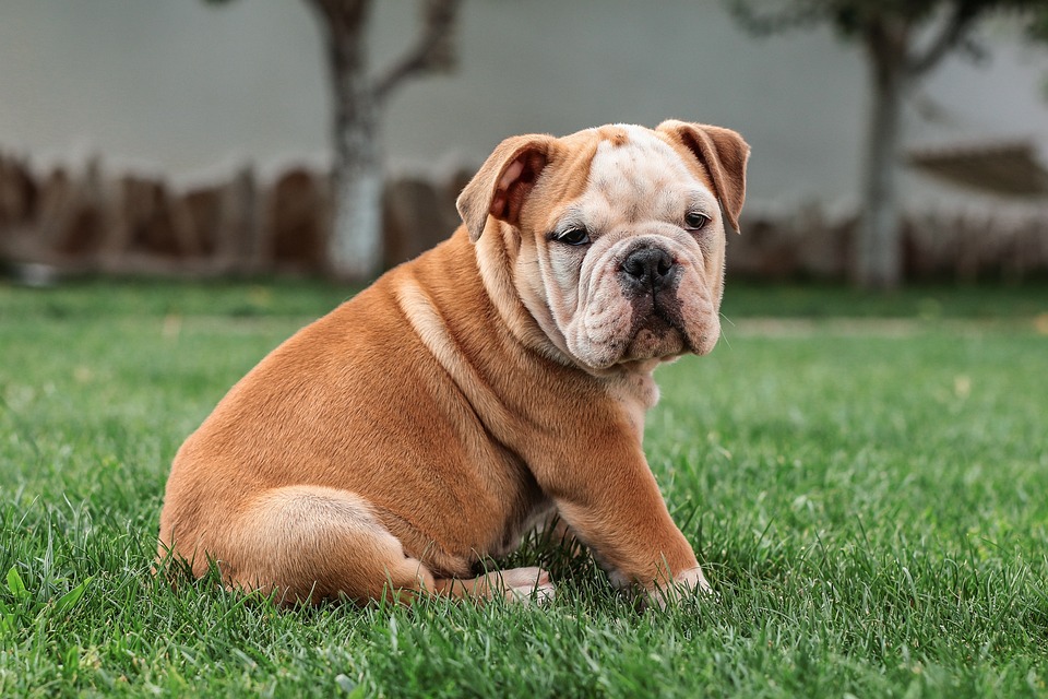 A cute English bulldog puppy