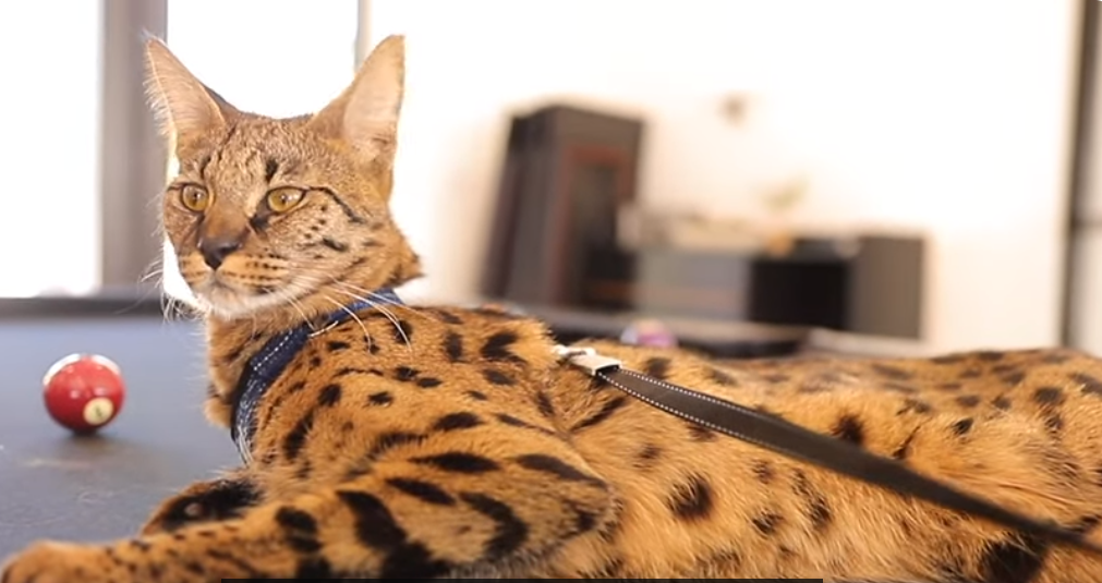 an f1 Savannah cat