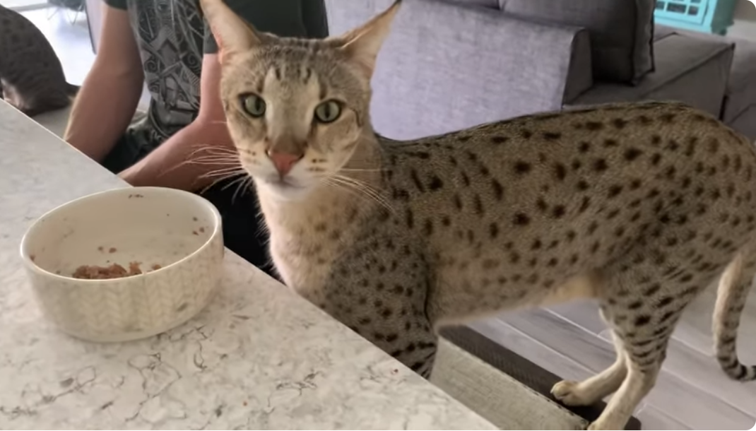 an F2 Savannah Cat eating