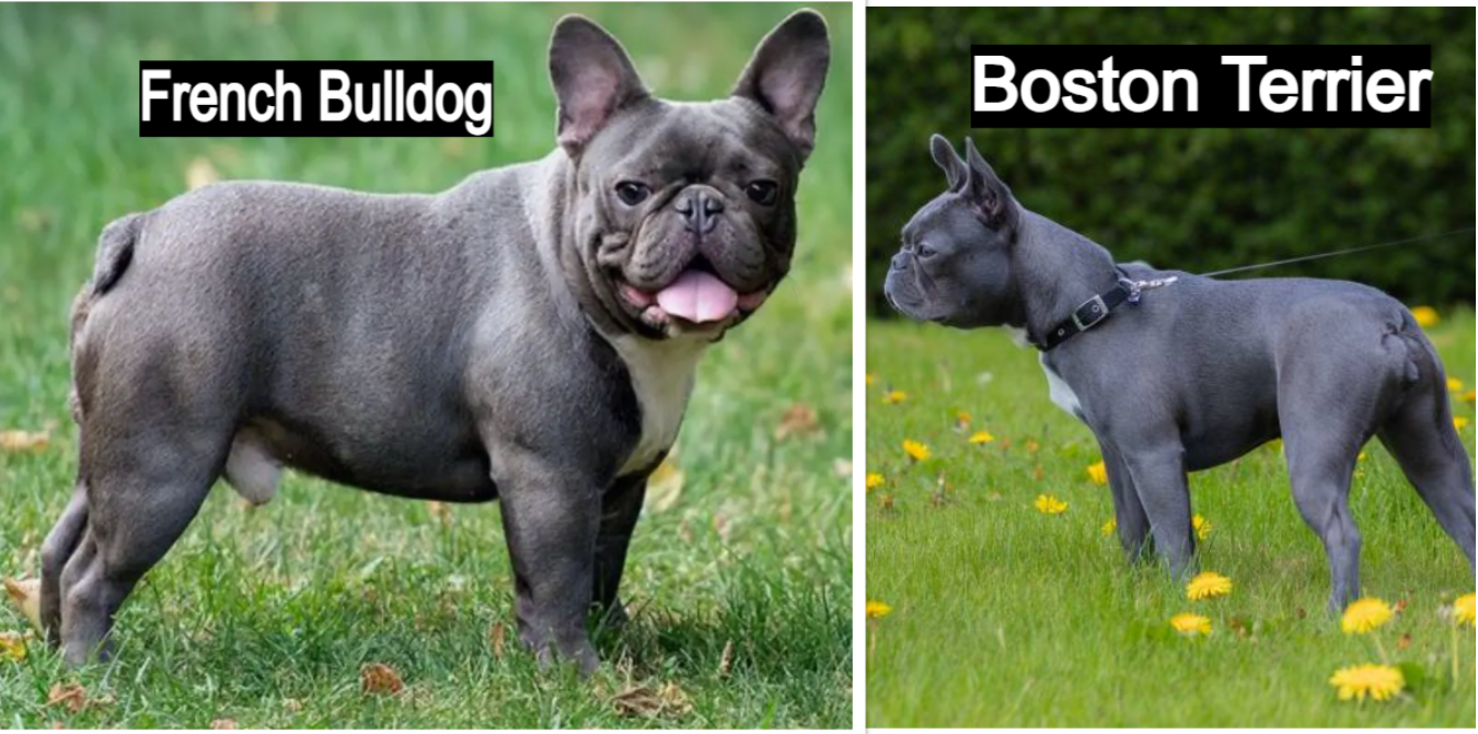 The Freshly Bailey Self-Cleaning Slicker Brush