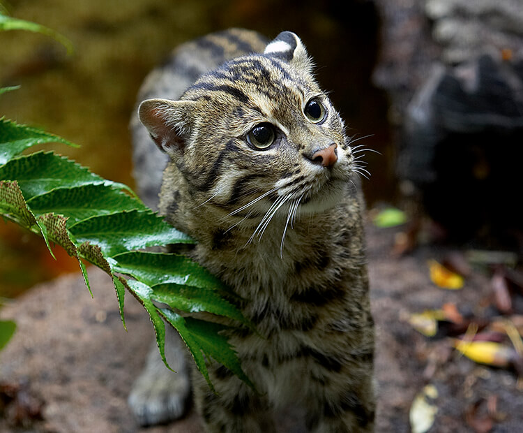 A Fishing Cat