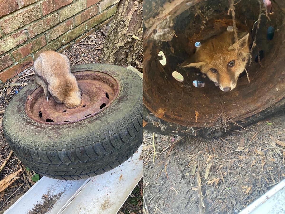 A Fox Gets its Head Stuck in a Wheel