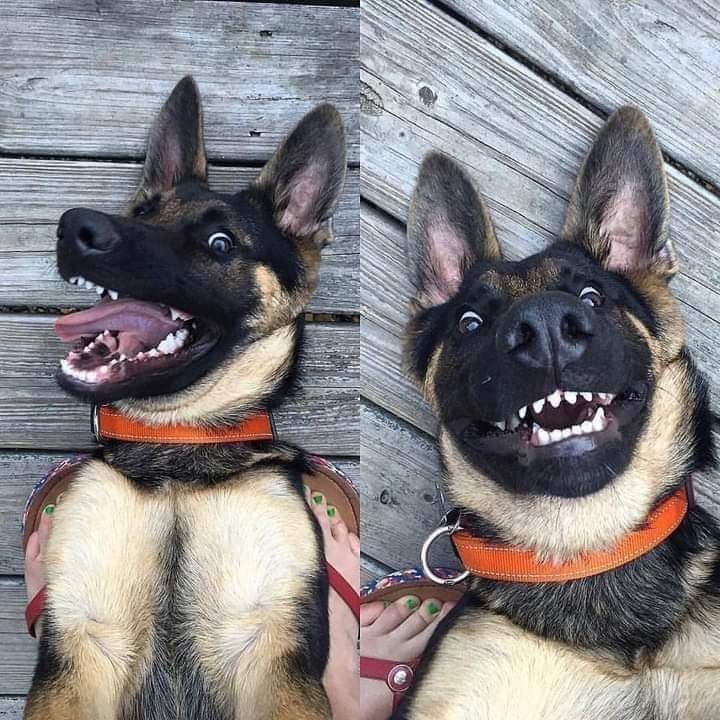 Fearsome German Shepherd