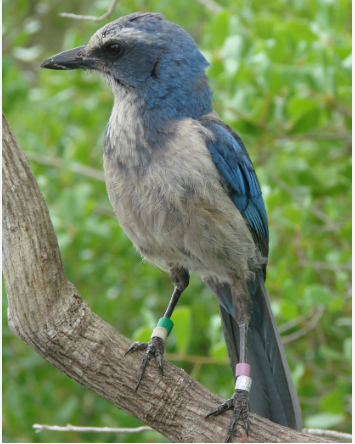 a Florida Scrub Jay