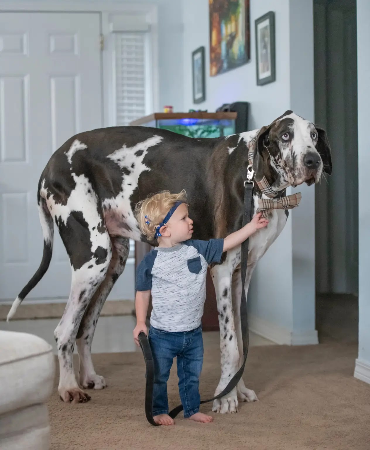 Atlas the Great Dane