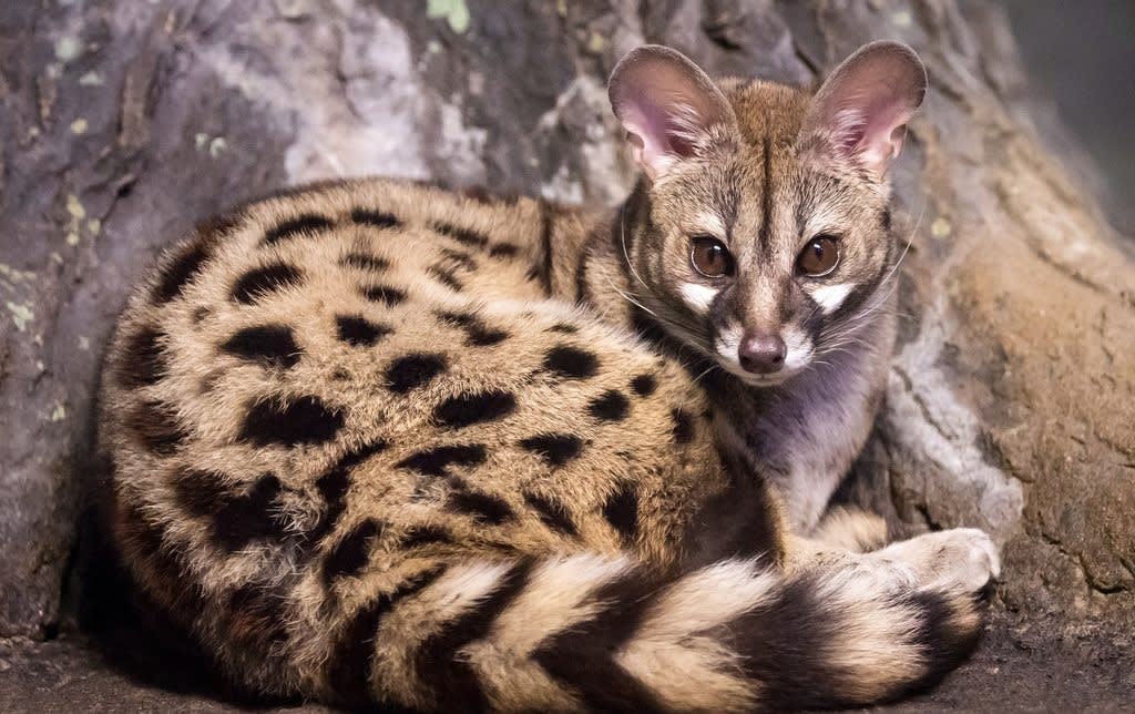 The Common Genet
