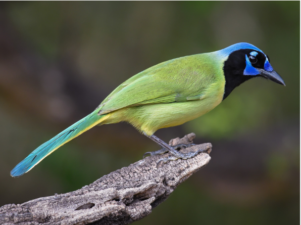 a Green Jay