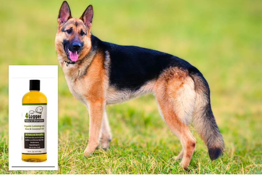A German Shepherd and a dog shampoo