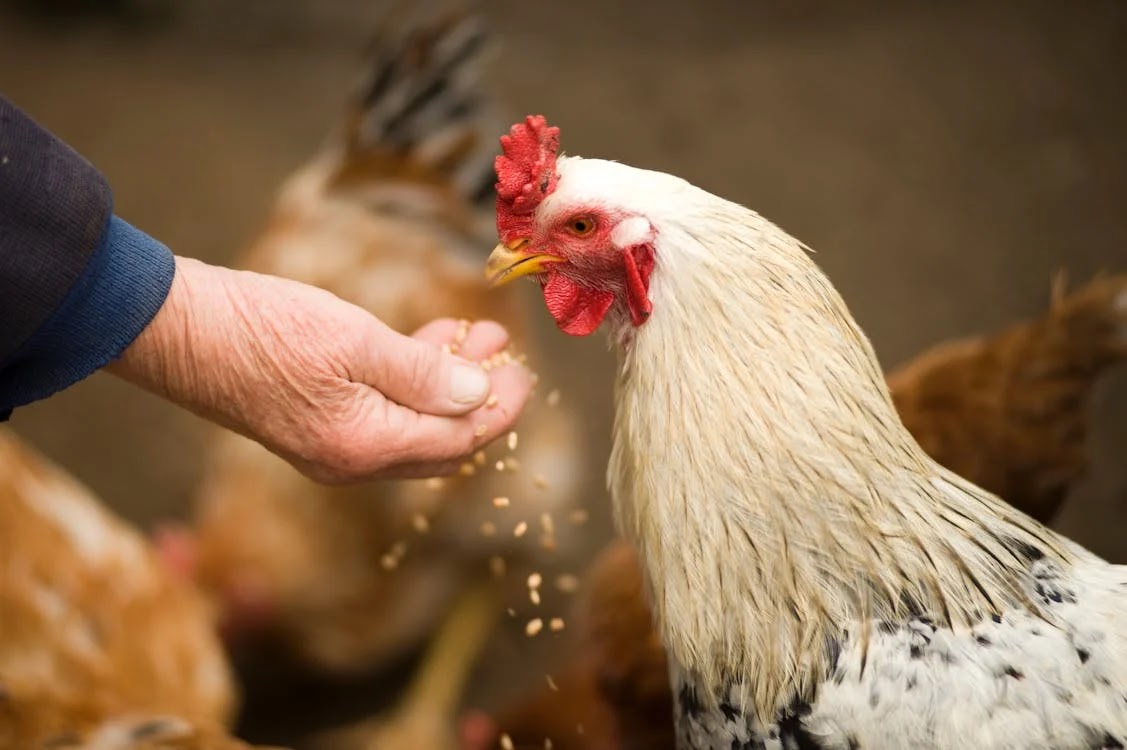 A hand feeding a chicken hen