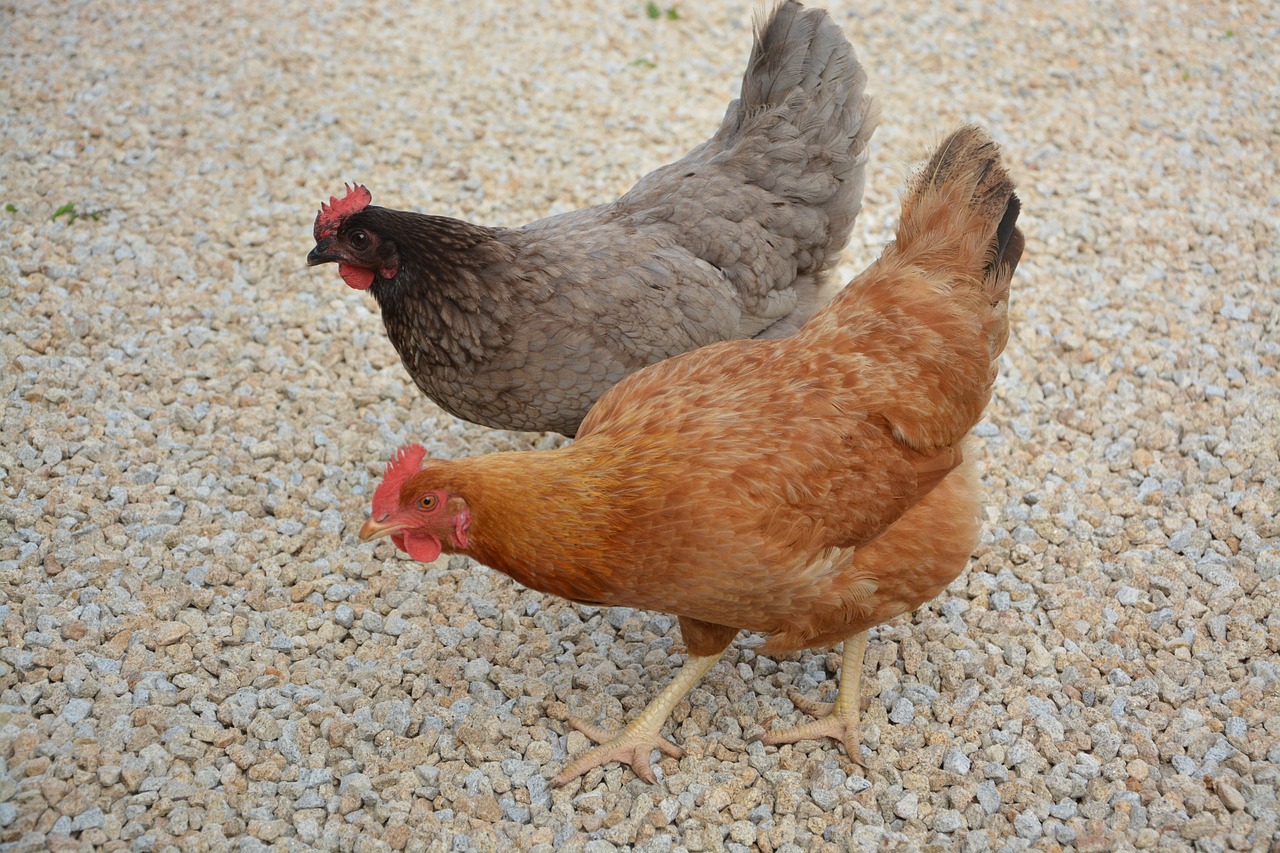 Two laying hens