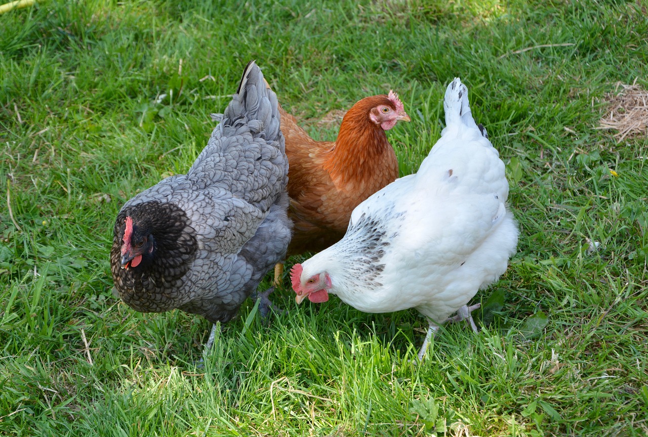 Three hens in a backyard