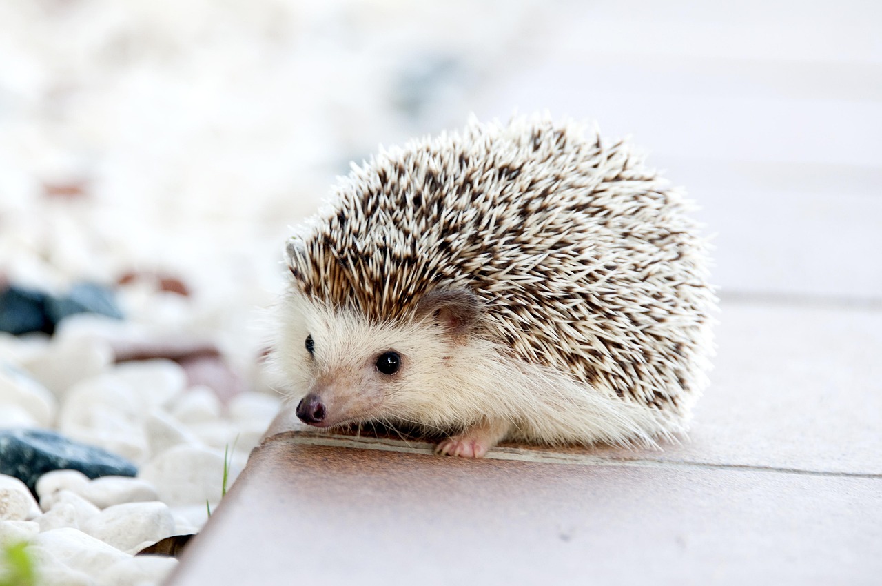 A pet Four-toed hedgehog