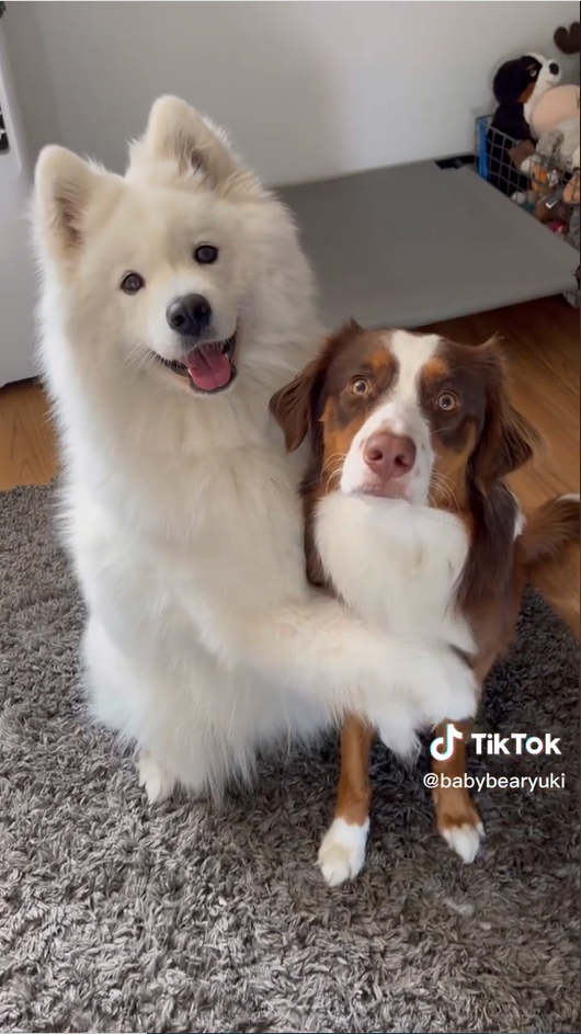 Adorable Fluffy Samoyed Dog Hugging her sister