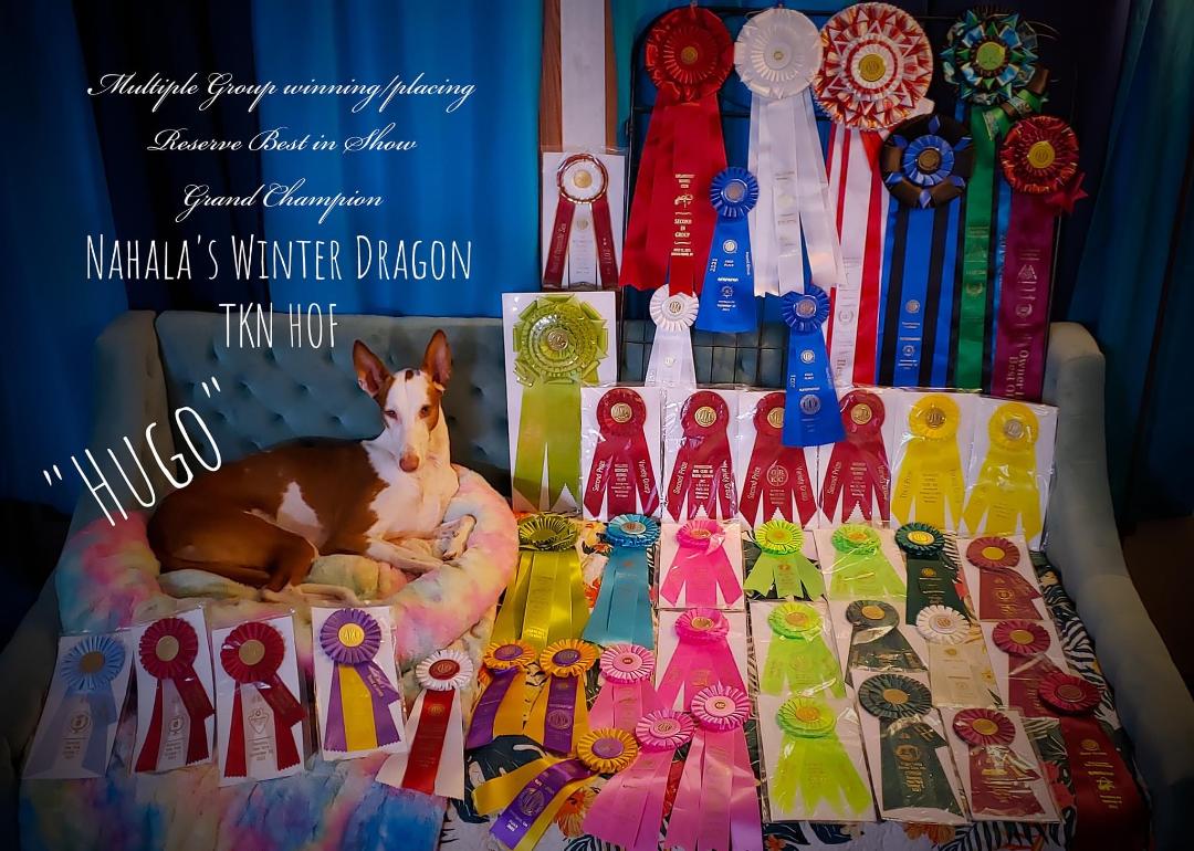 Michigan Summer Classic Dog Show
