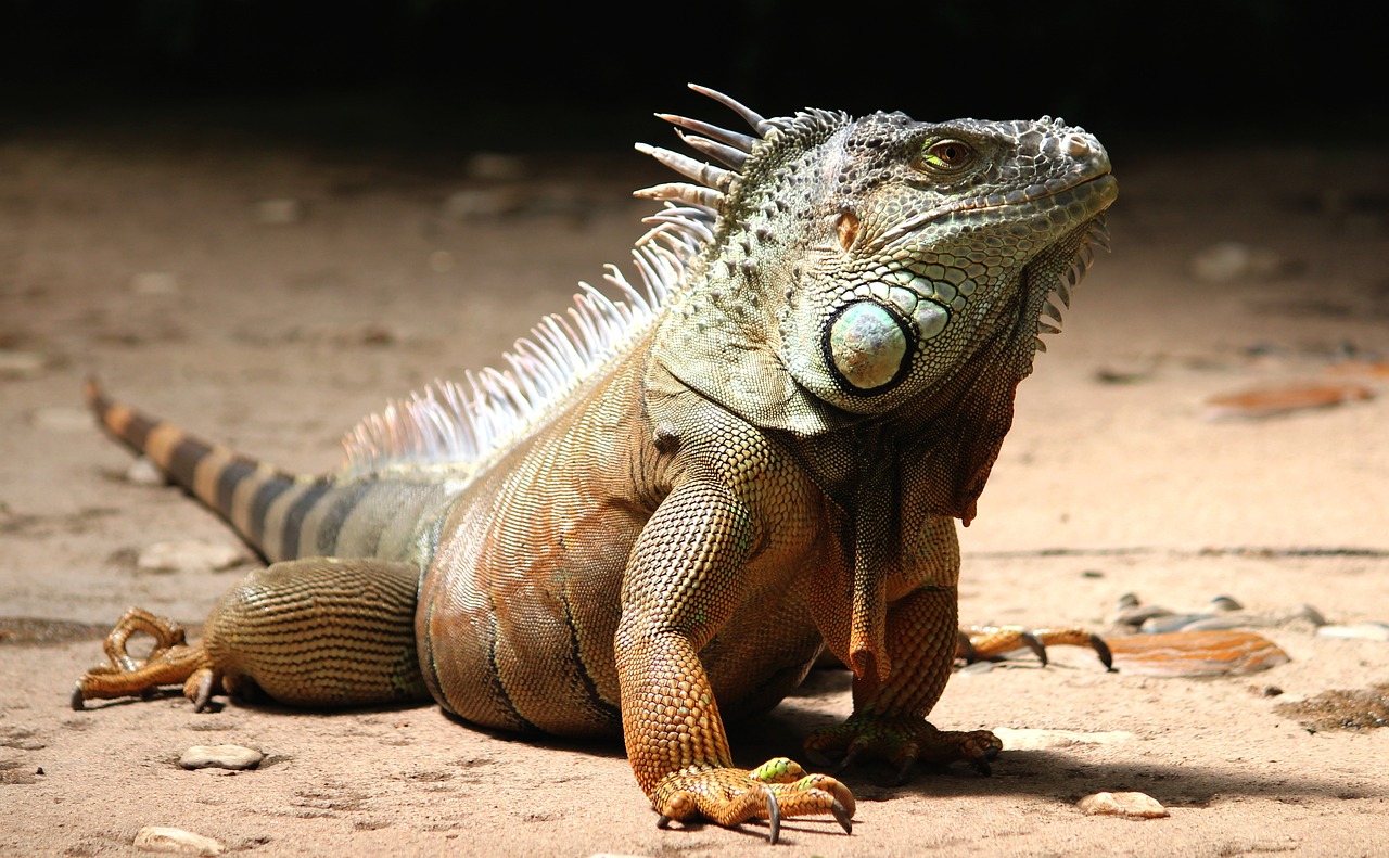A pet Iguana