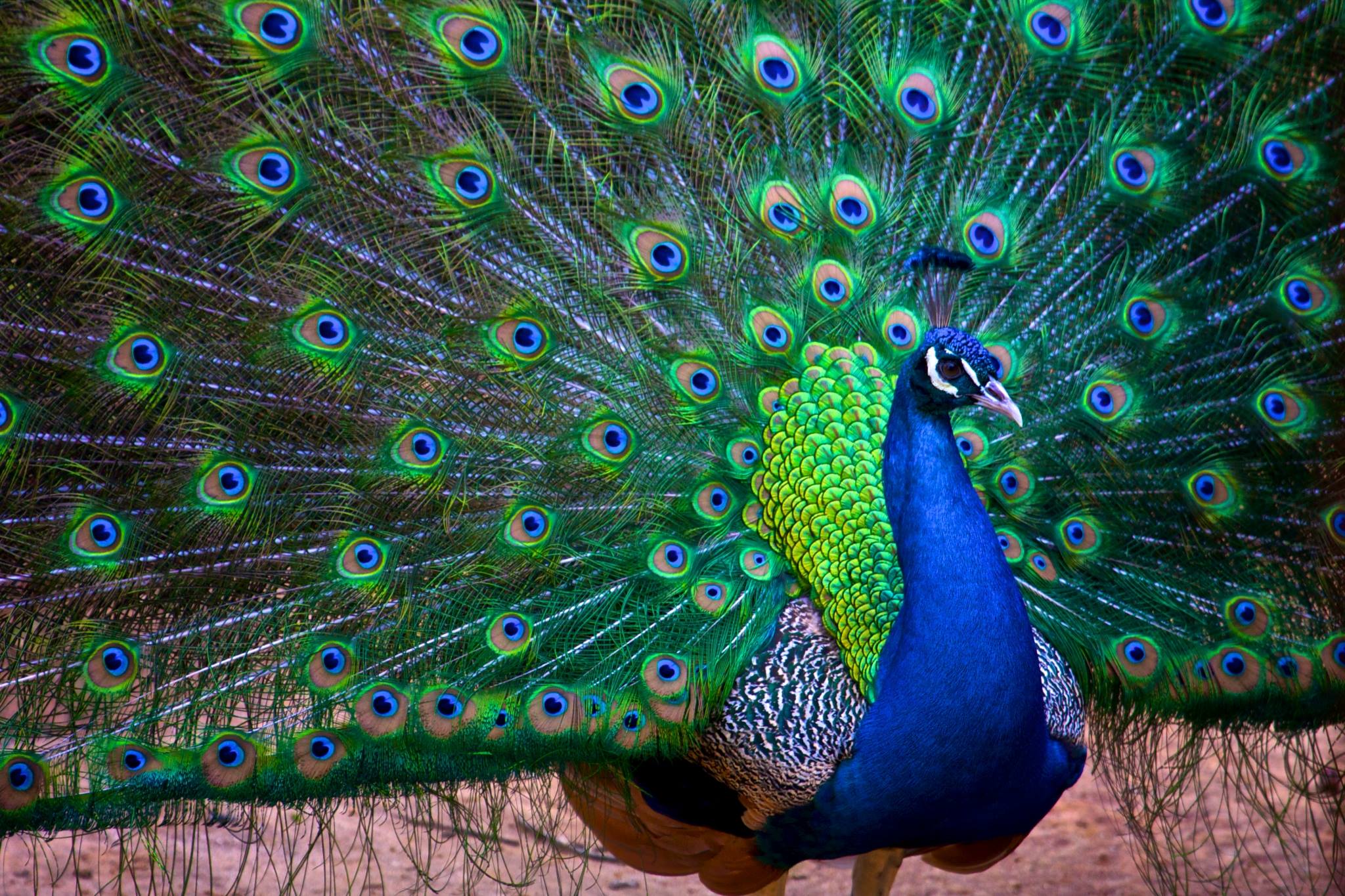 A majestic Indian Peafowl
