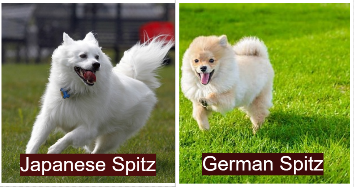 Japanese Spitz vs German Spitz: Exercise requirements